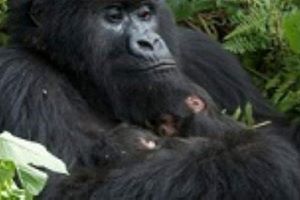 gorilla, trekking, uganda, rwanda, 4 days, 3 nights, tanzania, ngorongoro, lake, manyara, serengeti, tarangire, 7, 6, 5, 4, days, 3, nights, cost, best, offers, price, prices, price list,