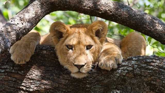 7 days tanzania safari, 7 days tanzania safari price, 7 days tanzania safari prices, 7 days tanzania safari price list, 7 days 6 nights tanzania safari, 7 days 6 nights tanzania safari price list, 7 days 6 nights tanzania safari prices, tanzania safari 7 days price, tanzania safari 7 days 6 nights price, 7 days 6 nights tanzania safari price, lake manyara tarangire ngorongoro safaris, ngorongoro serengeti lake manyara tarangire safari, tarangire lake manyara ngorongoro serengeti, tanzania, tansania, 7 days, 6 nights, price, prices, price list, cost, safari, wildebeest migration serengeti masai mara, safaris, lake manyara, ngorongoro, serengeti, tarangire, natron, safari, safaris, accommodation, lodges, attractions, what to do, what to see, where to stay, things to do, best offers, deals, discounts, discounted, rates