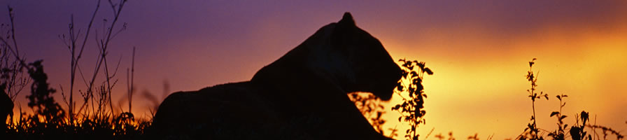 Tarangire national park, attractions, accommodation,