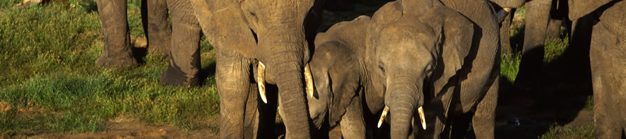 Tarangire national park, attractions, wildlife