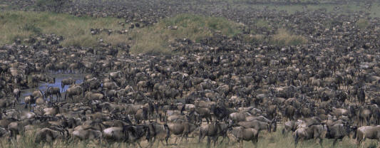 Migration of wildebeest, national park, reserve,  masai mara, serengeti, kenya, tanzania safaris